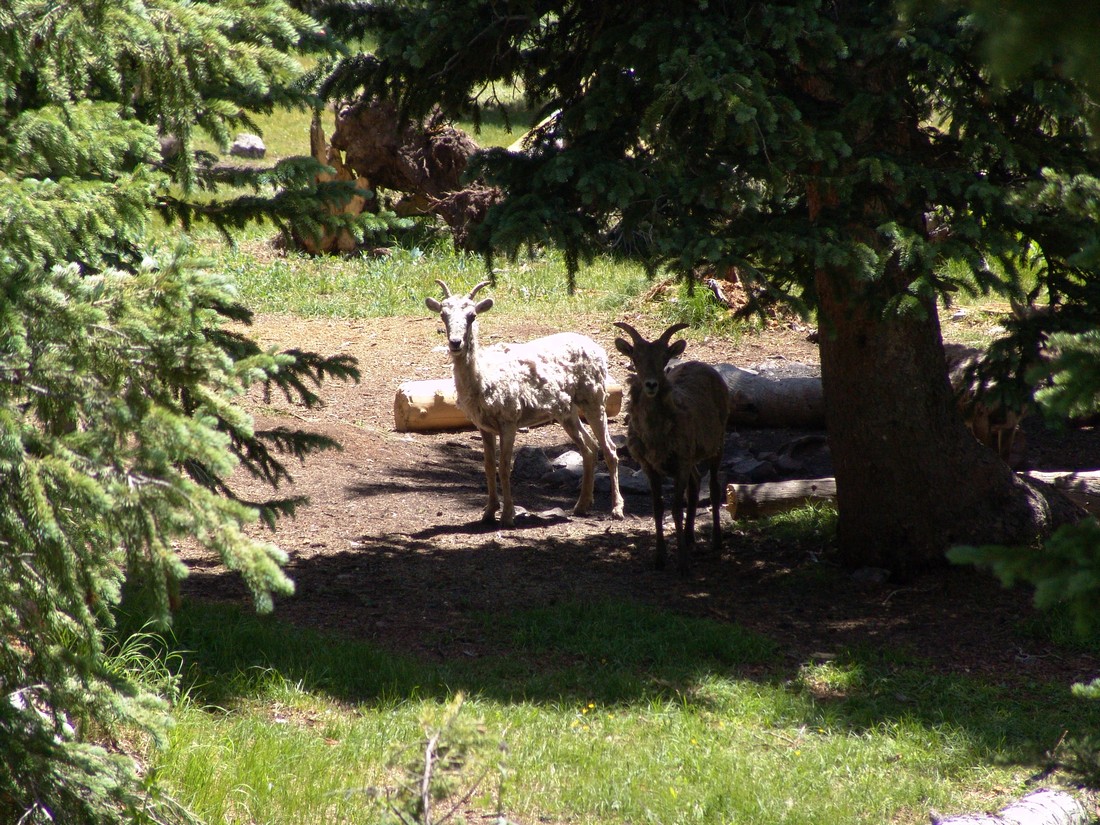 Bighorn sheep